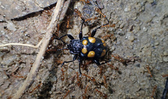Spathomeles anaglyptus