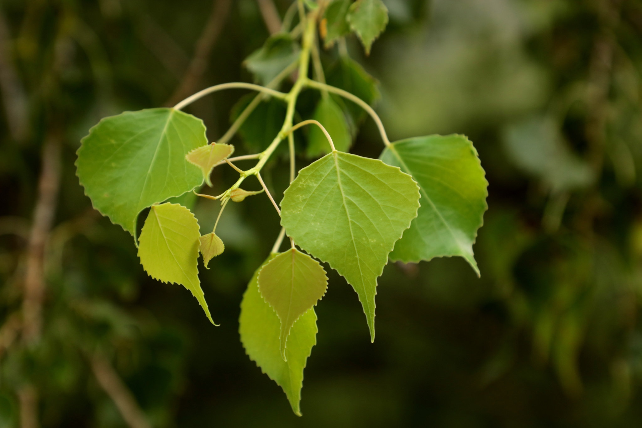 Populus fremontii ssp. mesetae