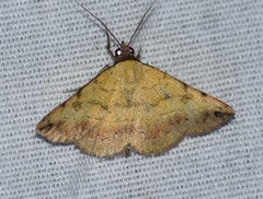 Hemeroplanis floccalis