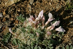 Astragalus hypogaeus