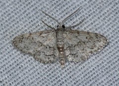 Idaea violacearia
