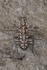 Cicindela carthagena