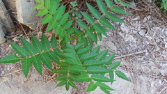 Ailanthus altissima
