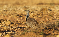 Chlamydotis undulata