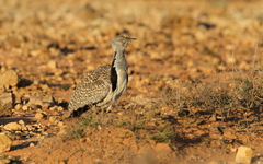 Chlamydotis undulata