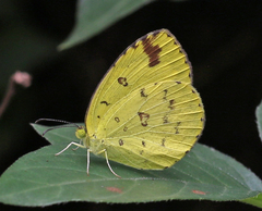Eurema hecabe hecabe