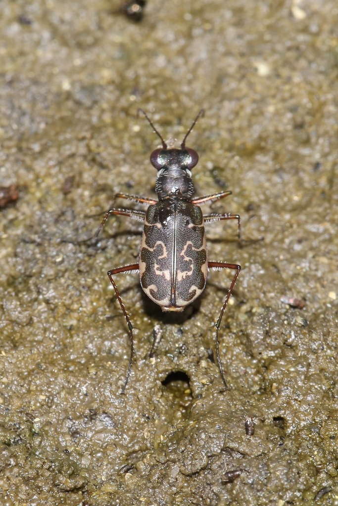 Mudflat Tiger Beetle