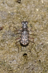 S-banded Tiger Beetle
