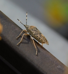 Rhaphigaster nebulosa