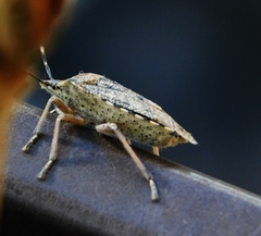 Rhaphigaster nebulosa