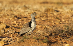 Chlamydotis undulata