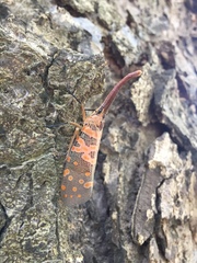 Pyrops viridirostris