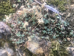 Sedum debile