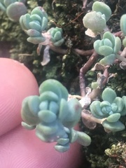 Sedum debile