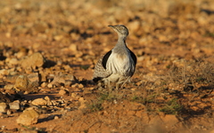 Chlamydotis undulata