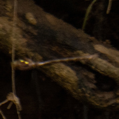 Boyeria vinosa