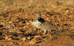 Chlamydotis undulata