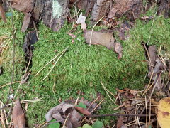 Plagiothecium laetum