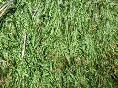 Plagiothecium laetum