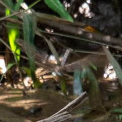 Boyeria vinosa