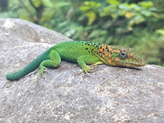 Anolis marmoratus
