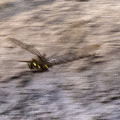Boyeria vinosa