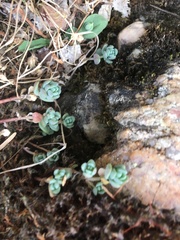 Sedum debile