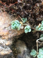 Sedum debile