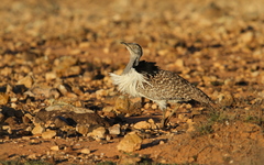 Chlamydotis undulata