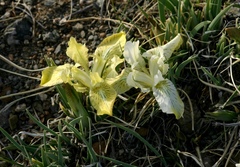 Iris potaninii