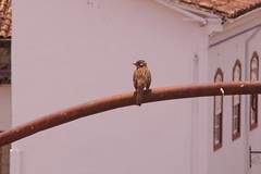 Zonotrichia capensis