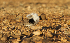 Chlamydotis undulata