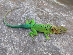 Anolis marmoratus