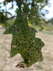 Neuroterus saltarius