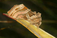 Euchalcia variabilis