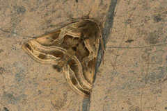 Euchalcia variabilis