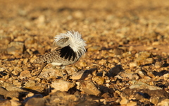 Chlamydotis undulata