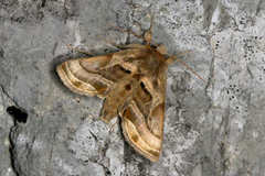 Euchalcia variabilis