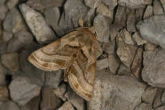 Euchalcia variabilis