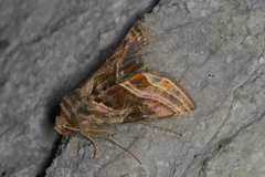 Euchalcia variabilis