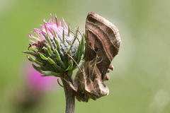 Euchalcia variabilis