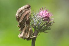 Euchalcia variabilis