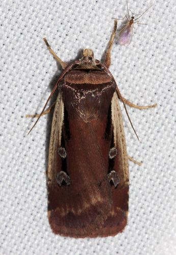 Flame-shouldered Dart