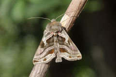 Euchalcia variabilis