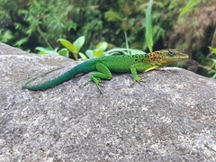 Anolis marmoratus