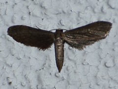 Protoproutia laredoata