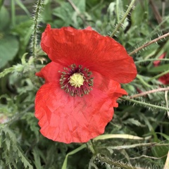 Papaver rhoeas