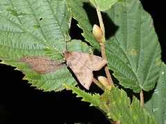 Vulpechola vulpecula