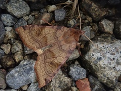 Vulpechola vulpecula