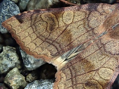 Vulpechola vulpecula
